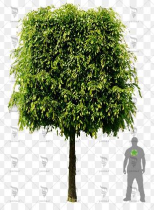 دوربری درخت