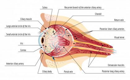 وکتور آناتومی چشم