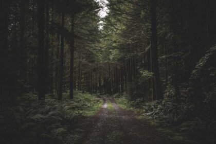 عکس استوک جاده ای میان جنگل