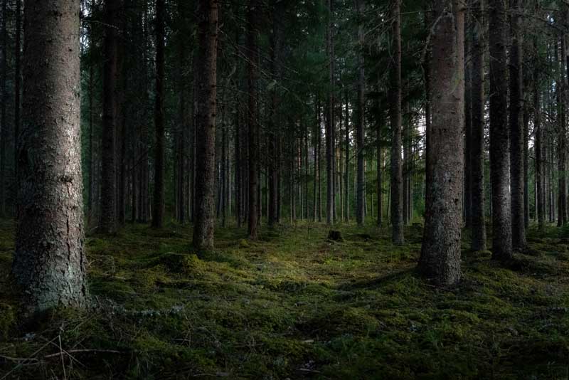 عکس استوک جنگل