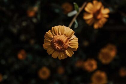 عکس استوک گلهای زیبا