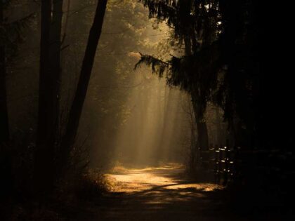 عکس استوک آفتاب تابیده به درختان