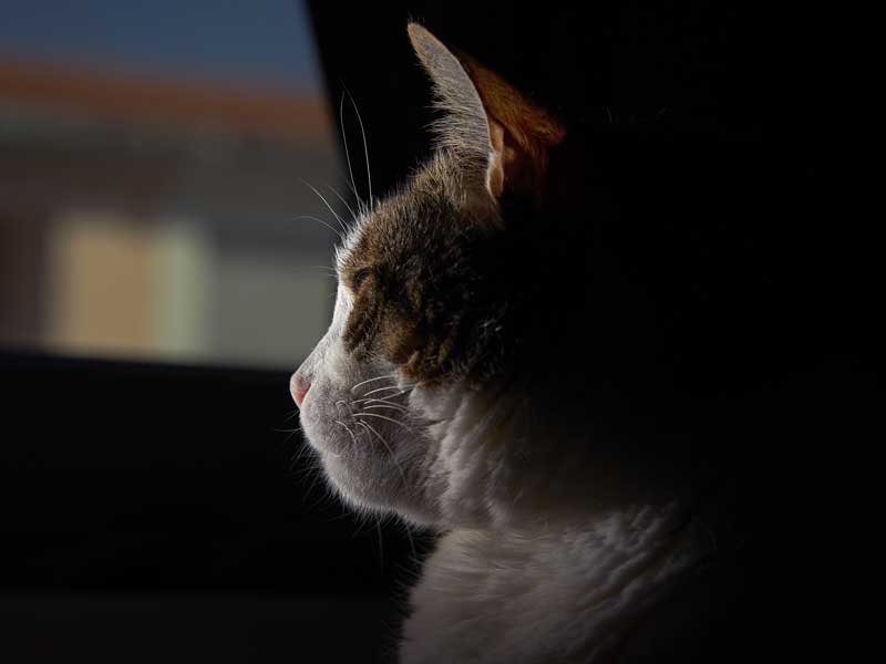 عکس استوک گربه پشت شیشه
