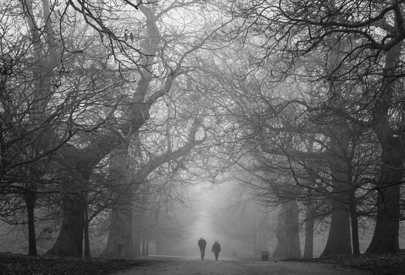 عکس استوک سیاه سفید راه رفتن دو نفره در جنگل