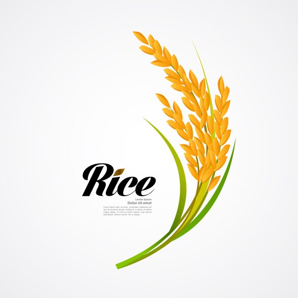 وکتور لوگوی خوشه برنج