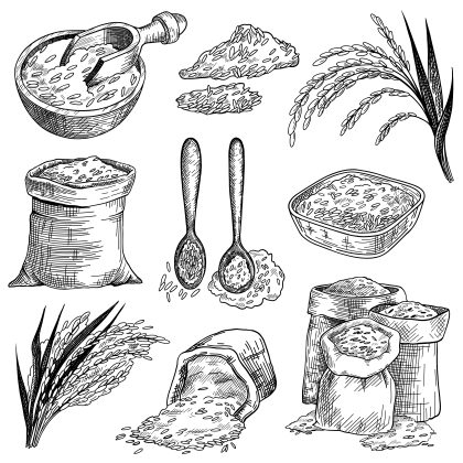 وکتور مجموعه طرح دانه برنج در گونی و کاسه