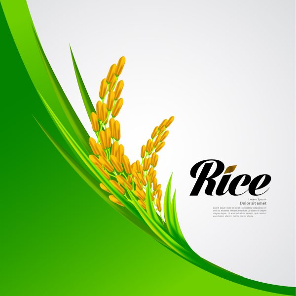 وکتور لوگو و پس زمینه خوشه برنج